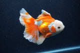 Thai Oranda  Red White 5.5 Inch (ID#0113T2b-74) Free2Day SHIPPING