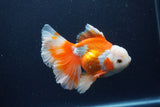 Thai Oranda  Red White 5.5 Inch (ID#0113T2b-74) Free2Day SHIPPING