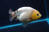 Milk Cow Ranchu  Calico 4.5 Inch (ID#422R10a-105) Free2Day SHIPPING