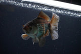 Thai Oranda  Bronze 4 Inch (ID#1029To12c-10) Free2Day SHIPPING