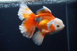 Thai Oranda  Red White 5.5 Inch (ID#0113T2b-74) Free2Day SHIPPING