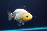 Milk Cow Ranchu  Calico 4.5 Inch (ID#422R10a-105) Free2Day SHIPPING