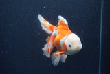 Thai Oranda  Red White 5.5 Inch (ID#0113T2b-74) Free2Day SHIPPING