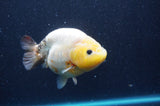 Milk Cow Ranchu  Calico 4.5 Inch (ID#422R10a-105) Free2Day SHIPPING