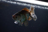 Thai Oranda  Bronze 4 Inch (ID#1029To12c-10) Free2Day SHIPPING