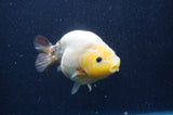 Milk Cow Ranchu  Calico 4.5 Inch (ID#422R10a-105) Free2Day SHIPPING