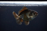 Thai Oranda  Bronze 4 Inch (ID#1029To12c-10) Free2Day SHIPPING