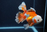 Thai Oranda  Red White 5.5 Inch (ID#0113T2b-74) Free2Day SHIPPING