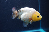 Milk Cow Ranchu  Calico 4.5 Inch (ID#422R10a-105) Free2Day SHIPPING