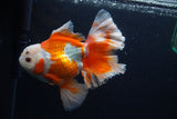 Thai Oranda  Red White 5.5 Inch (ID#0113T2b-74) Free2Day SHIPPING