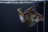 Thai Oranda  Bronze 4 Inch (ID#1029To12c-10) Free2Day SHIPPING