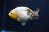 Milk Cow Ranchu  Calico 4.5 Inch (ID#422R10a-105) Free2Day SHIPPING