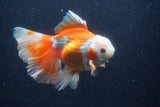 Thai Oranda  Red White 5.5 Inch (ID#0113T2b-74) Free2Day SHIPPING