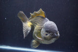 Giant Yuan Bao Oranda  Bronze 7 Inch (ID#813Yb10a-96)