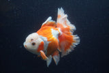 Thai Oranda  Red White 5.5 Inch (ID#0113T2b-74) Free2Day SHIPPING