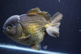 Giant Yuan Bao Oranda  Bronze 7 Inch (ID#813Yb10a-96)