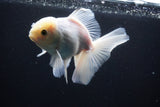 Thai Oranda  White 5 Inch (ID#1025To12c-10) Free2Day SHIPPING