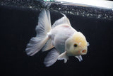 Thai Oranda  White 5 Inch (ID#1025To12c-10) Free2Day SHIPPING