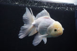 Thai Oranda  White 5 Inch (ID#1025To12c-10) Free2Day SHIPPING