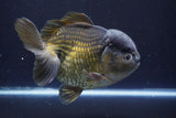 Giant Yuan Bao Oranda  Bronze 7 Inch (ID#813Yb10a-96)