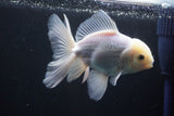 Thai Oranda  White 5 Inch (ID#1025To12c-10) Free2Day SHIPPING