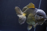 Giant Yuan Bao Oranda  Bronze 7 Inch (ID#813Yb10a-96)