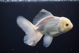 Thai Oranda  White 5 Inch (ID#1025To12c-10) Free2Day SHIPPING