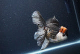 Thai Oranda  Tricolor 5 Inch (ID#1115To6c-118)