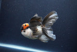 Thai Oranda  Tricolor 5 Inch (ID#1115To6c-118)