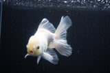 Thai Oranda  White 5 Inch (ID#1025To12c-10) Free2Day SHIPPING