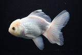 Thai Oranda  White 5 Inch (ID#1025To12c-10) Free2Day SHIPPING