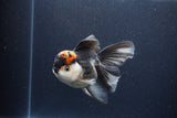 Thai Oranda  Tricolor 5 Inch (ID#1115To6c-118)