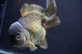 Giant Yuan Bao Oranda  Bronze 7 Inch (ID#813Yb10a-96)