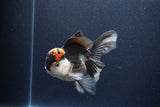 Thai Oranda  Tricolor 5 Inch (ID#1115To6c-118)