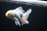 Thai Oranda  White 5 Inch (ID#1025To12c-10) Free2Day SHIPPING