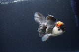 Thai Oranda  Tricolor 5 Inch (ID#1115To6c-118)