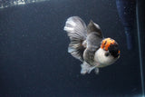 Thai Oranda  Tricolor 5 Inch (ID#1115To6c-118)