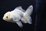 Thai Oranda  White 5 Inch (ID#1025To12c-10) Free2Day SHIPPING