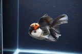 Thai Oranda  Tricolor 5 Inch (ID#1115To6c-118)