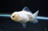Yuan Bao Oranda  Calico 3.5 Inch (ID#314Yb10b-45) Free2Day SHIPPING