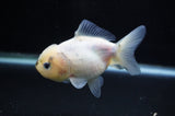 Yuan Bao Oranda  Calico 3.5 Inch (ID#314Yb10b-45) Free2Day SHIPPING
