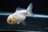 Yuan Bao Oranda  Calico 3.5 Inch (ID#314Yb10b-45) Free2Day SHIPPING