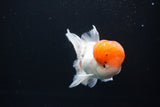 Thai Oranda  Red Cap 4.5 Inch (ID#1025To12c-11) Free2Day SHIPPING