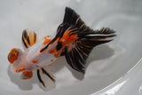 Butterfly  Tricolor 5.5 Inch (ID#913B8b2c-62) Free2Day SHIPPING