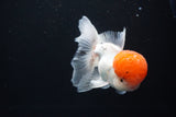 Thai Oranda  Red Cap 4.5 Inch (ID#1025To12c-11) Free2Day SHIPPING