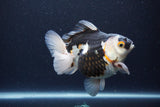 Thai Oranda  Tricolor 5 Inch (ID#1115To6c-119)