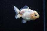 Yuan Bao Oranda  Calico 3.5 Inch (ID#314Yb10b-45) Free2Day SHIPPING