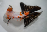 Butterfly  Tricolor 5.5 Inch (ID#913B8b2c-62) Free2Day SHIPPING