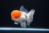 Thai Oranda  Red Cap 4.5 Inch (ID#1025To12c-11) Free2Day SHIPPING