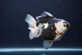 Thai Oranda  Tricolor 5 Inch (ID#1115To6c-119)